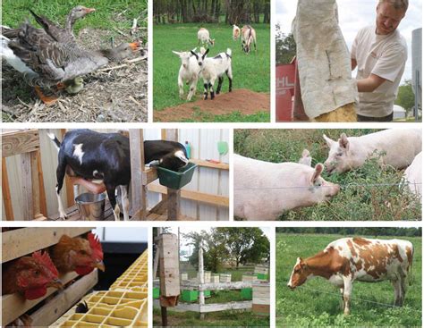 What Is Small Scale Animal Farming Called